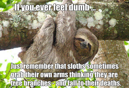 If you ever feel dumb… Just remember that sloths sometimes grab their own arms thinking they are tree branches - and fall to their death